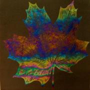 Etched Luminescent Maple Leaf Pattern COE96