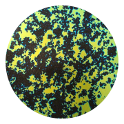 cbs-dichroic-coating-blue-gold-splatter-pattern-on-thin-black-glass-coe90-sku-159215-600x600.png