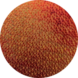 cbs-dichroic-coating-candy-apple-red-on-wissmach-thin-black-florentine-textured-glass-coe96-sku-153961-540x540.png