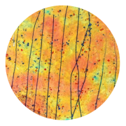 cbs-dichroic-coating-cyan-dark-dark-red-aurora-borealis-pattern-on-bullseye-yellow-blue-and-red-frit-with-blue-streamers-glass-coe90-sku-145956-600x600.png