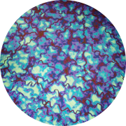 cbs-dichroic-coating-red-silver-blue-fusion-pattern-on-thin-black-glass-coe90-sku-6677-800x800.png