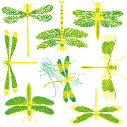 Two Color Dragonfly Decal Sheet