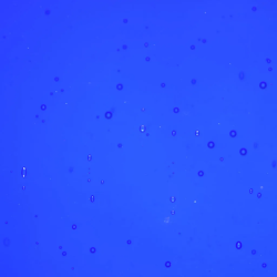 Wissmach Glass Midnight Blue Transparent, 3mm COE96