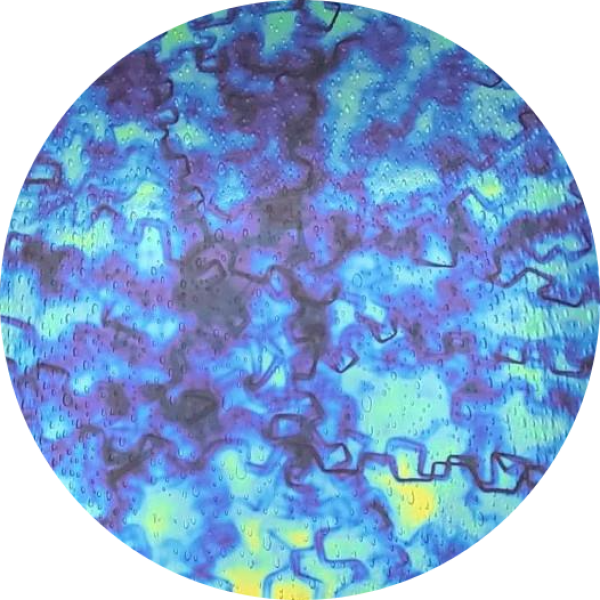 CBS Dichroic Coating Blue/ Gold Fusion Pattern on Oceanside Clear Rainwater Texture Glass COE96
