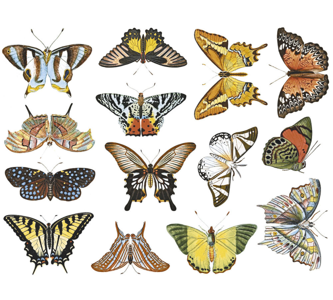 Colorful Butterflies Decal Sheet