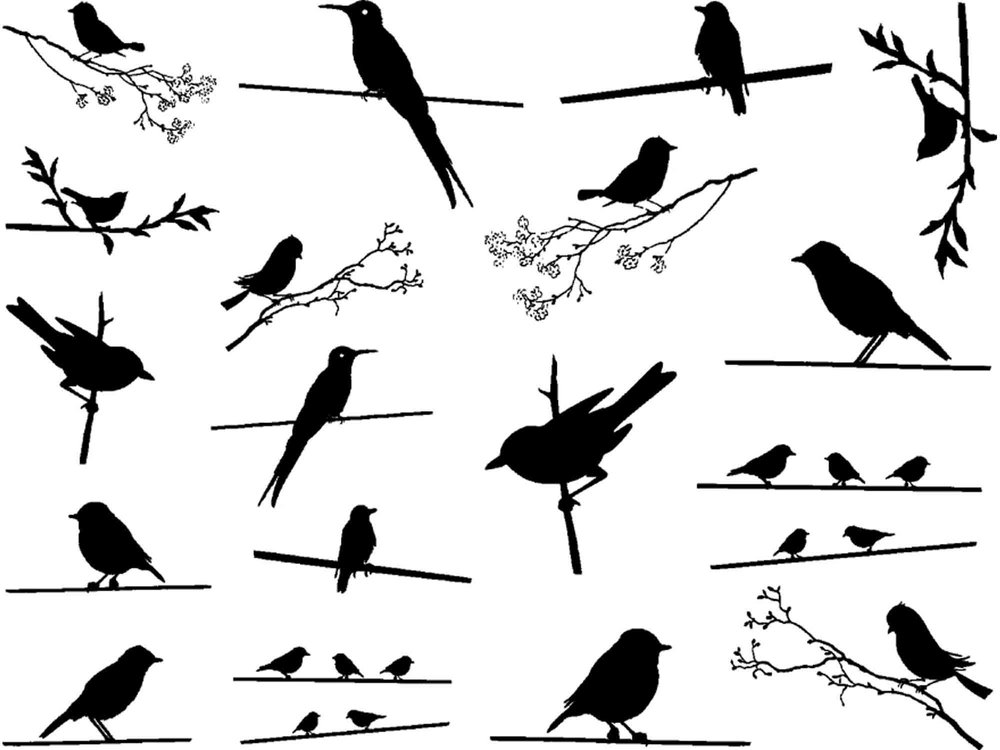 Birds on a Wire Decals Sheet