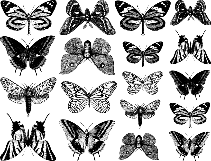 Butterflies Decal Sheet