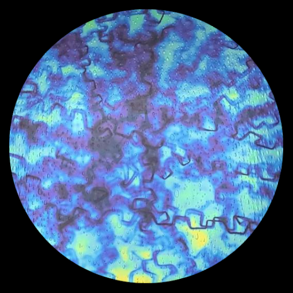 CBS Dichroic Coating Blue/ Gold Fusion Pattern on Oceanside Clear Rainwater Texture Glass COE96