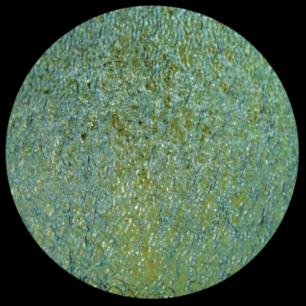 CBS Dichroic Coating Blue/ Gold on Black Ripple  COE96