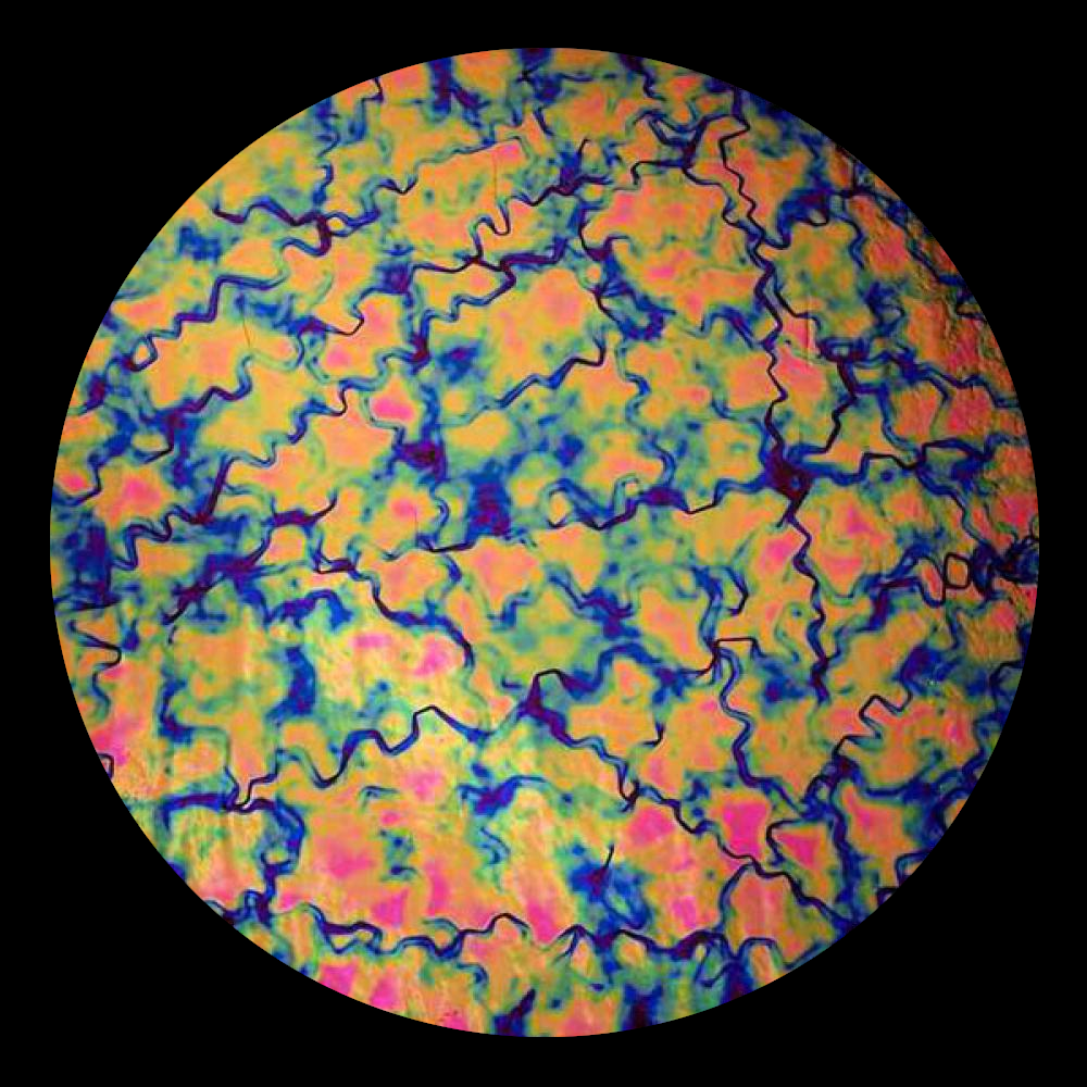 CBS Dichroic Coating Green/ Pink Fusion Pattern on Thin Black Glass COE90