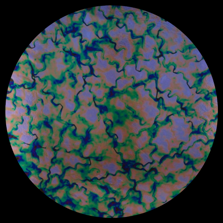 CBS Dichroic Coating Violet Fusion Pattern on Thin Black Glass COE90
