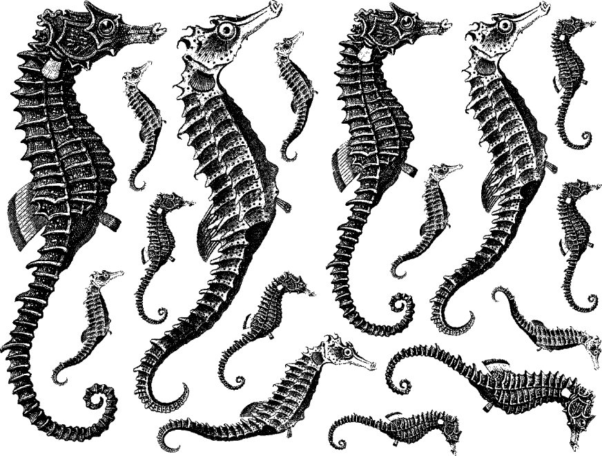 Seahorses Decal Sheet