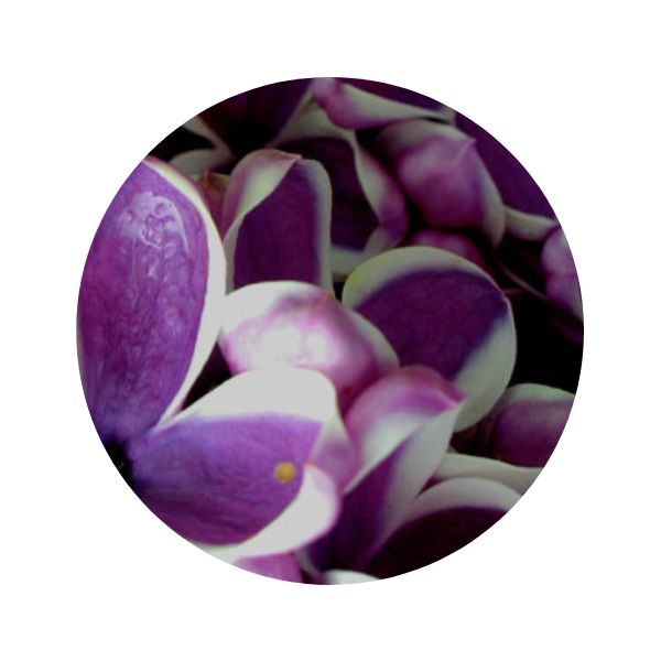 Color Line Paint Pen, Dark Lilac 2.2 oz.