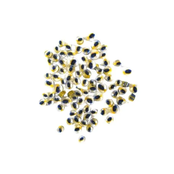 Blue Fish Murrini/ Millefiore COE96