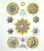 blue-sea-creature-decal-sheet-sku-159264-750x868.png