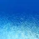 Bullseye Glass Caribbean Blue Transparent Rainbow Iridescent Thin-rolled 2mm COE90