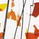 Bullseye Glass Orange, Yellow & Red Fractures with Black Streamers on Clear COE90