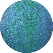 CBS Dichroic Coating Aqua on Clear Ripple Glass COE96