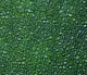 CBS Dichroic Coating Aqua on Wissmach Thin Black Dew Drop Textured Glass COE96