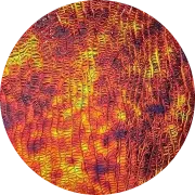 CBS Dichroic Coating Black Cherry Aurora Borealis Pattern on Oceanside Clear Corteza Texture Glass COE96