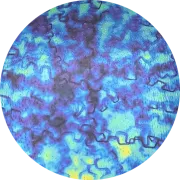 CBS Dichroic Coating Blue/ Gold Fusion Pattern on Oceanside Clear Rainwater Texture Glass COE96