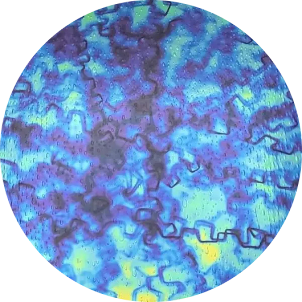 CBS Dichroic Coating Blue/ Gold Fusion Pattern on Oceanside Clear Rainwater Texture Glass COE96