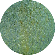 CBS Dichroic Coating Blue/ Gold on Black Ripple  COE96