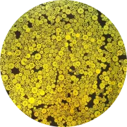 CBS Dichroic Coating Blue/ Gold with Stell Gears Pattern Glass COE96