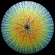 CBS Dichroic Coating Candy Apple Red Target Rainbow Voltage Pattern on Wissmach Thin Clear Florentine Textured Glass COE96