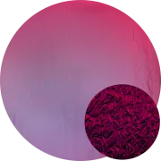 CBS Dichroic Coating Crinklized Black Cherry on Thin Clear  COE96