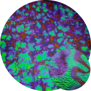 CBS Dichroic Coating Crinklized Emerald Fusion Pattern on Thin Clear Glass COE90