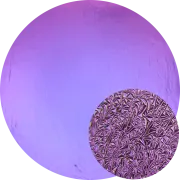 CBS Dichroic Coating Crinklized Purple on Thin Clear  COE96