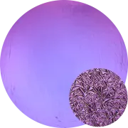 CBS Dichroic Coating Crinklized Purple on Thin Clear Glass COE90