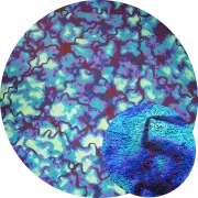 CBS Dichroic Coating Crinklized Red/ Silver Blue Fusion Pattern on Thin Black Glass COE90