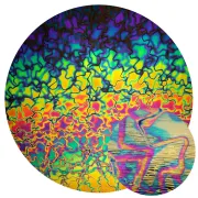 CBS Dichroic Coating Crinklized Splinter Rainbow Fusion Pattern on Thin Black Glass COE90