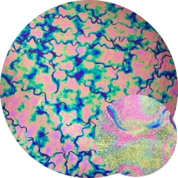 CBS Dichroic Coating Crinklized Violet Fusion Pattern on Thin Clear Glass COE90