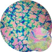 CBS Dichroic Coating Crinklized Violet Fusion Pattern on Thin Clear  Glass COE96