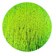 CBS Dichroic Coating Emerald Green on Bullseye Mardi Gras Glass COE90