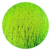 CBS Dichroic Coating Emerald Green on Bullseye Mardi Gras Glass COE90