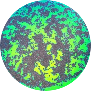 CBS Dichroic Coating Emerald Green Splatter Pattern on Thin Black Glass COE90