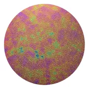CBS Dichroic Coating Green/ Magenta Blue Aurora Borealis Pattern on Wissmach Thin Black Dew Drop Textured Glass COE90