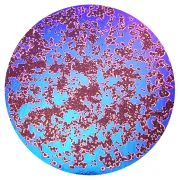 CBS Dichroic Coating Green/ Magenta Blue Splatter Pattern on Thin Black Glass COE90