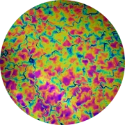 CBS Dichroic Coating Green/ Magenta Fusion Pattern on Thin Black  Glass COE96