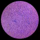 CBS Dichroic Coating Green/ Magenta on Black Ripple  COE96