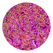 CBS Dichroic Coating Green/ Magenta on Clear Ripple Glass COE90