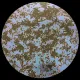 CBS Dichroic Coating Green/ Magenta Splatter Pattern on Thin Clear Glass COE90