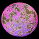 CBS Dichroic Coating Green/ Magenta Splatter Pattern on Thin Clear Glass COE90