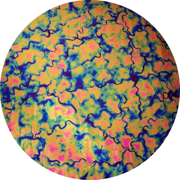 CBS Dichroic Coating Green/ Pink Fusion Pattern on Thin Black Glass COE90