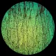 CBS Dichroic Coating Magenta/ Green on Bullseye Mardi Gras Glass COE90