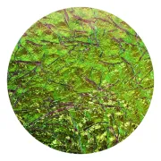 CBS Dichroic Coating Magenta/ Green on Clear Bits Glass COE90